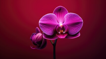 Wall Mural - orchid dark pink backgrounds