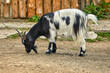  young goat with variegated horns.