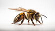 Profile of a Bee on a White Background. Generative AI