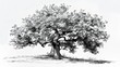 © KerXing - Botanical sketch of a majestic oak tree