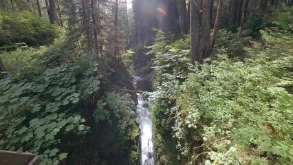 Wall Mural - Panning Up Over Gorge with Rushing Creek in Olympic National Park