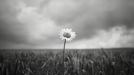 Wall Mural - Monochrome image of a solitary daisy in a field