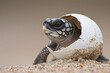 newborn turtle breaking the eggs shell on the beautiful beach.