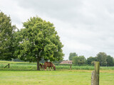 Fototapeta  - Brussels, Belgium - July 30th 2023: Horses grassing on a meadow in a suburban area
