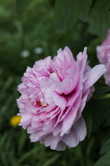 Sticker - beautiful pink peony flower in the garden