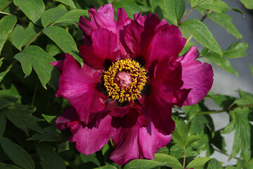 Sticker - Paeonia × suffruticosa, Moutan tree peony flower in the spring garden, close up