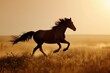 Horse Galloping at Sunset in Nature's Freedom