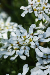 Wall Mural - Close up of small white Iberis sempervirens, the evergreen candytuft or perennial candytuft flowers in the garden. Shallow depth of field