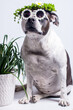 a dog in a floral spring wreath on a white background. Fashionable black and white pet, American Staffordshire Terrier