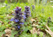 Ajuga reptans or bugle flowering plants stalks with blue flowers closeup.