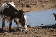 Horned cow with calf by pond water on farm, copy space on background.