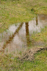 Wall Mural - Wet spring season in Texas environment with water puddle in landscape.