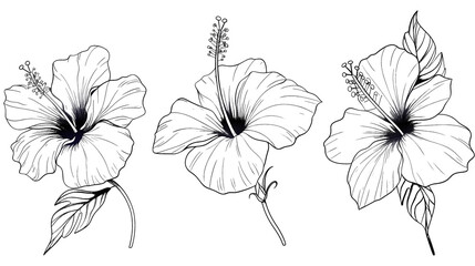 Wall Mural - Hibiscus flower collection in simple line art style