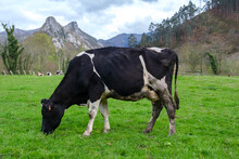 A Black And White Cow Is Peacefully Grazing On Green Grass In A Vast Open Field Under The Clear Sky On A Sunny Day. 