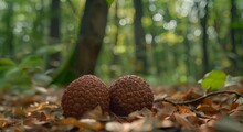 Two Puffballs On The Forest Floor.