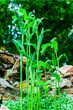 Full Length, Plant Polygonatum giganteum, giant Solomon seal (Polygonatum canaliculatum, P. biflorum). Herbaceous perennial plant with white flowers in the family Asparagaceae. Plant Stage, bud.