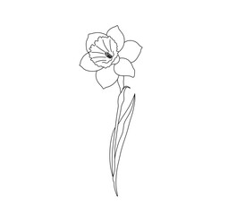 Wall Mural - Vector isolated one single beautiful daffodil flower  colorless black and white contour line easy drawing