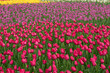 Field of colorful tulip flowers