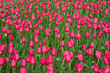 Field of pink tulip flowers