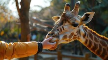 Banner Background International Zoo Lover Day Theme, And Wide Copy Space, A Close-up Of A Person's Hand Feeding A Giraffe At The Zoo, For Banner,