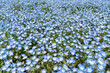 Blue Nemophila flower meadow in spring