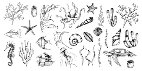 sea animals vector set with seaweeds, corals and seashells. drawing of underwater life with seahorse