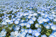 Blue Nemophila flower meadow in spring, Ibaraki Prefecture, Japan