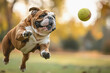 Bulldog dog running to catch ball in park
