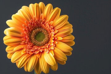 Poster - Close up of a vibrant yellow flower on a dark black background. Perfect for botanical and nature themed designs