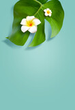 Fototapeta Desenie - Top view of holiday travel beach with flower plumeria and monstera leaves on blue background.