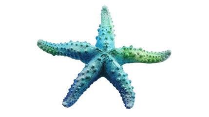 Poster - A detailed image of a starfish against a plain white backdrop. Perfect for educational materials or ocean-themed designs