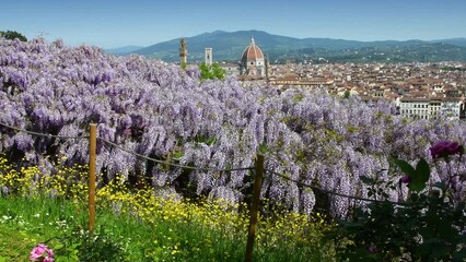 Wall Mural - Beautiful panoramic view of Florence with the Cathedral of Santa Maria del Fiore from a garden near Piazza Michelangelo with blooming purple wisteria and yellow flowers. Florence, Italy.