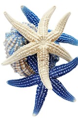 Poster - A collection of starfish and shells on a white background. Ideal for beach-themed designs