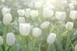 White tulip field under spring sunshine refreshing purity
