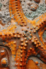 Aufkleber - Close up of a starfish on a table, suitable for marine themes