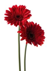 Poster - Two red flowers in a vase, suitable for various design projects