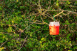 a red insect trap hung on a bush