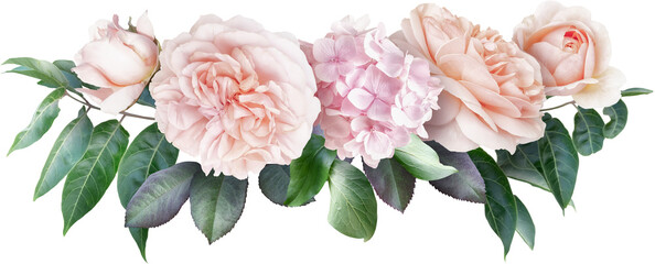 Wall Mural - Pink roses and hydrangea isolated on a transparent background. Png file.  Floral arrangement, bouquet of garden flowers. Can be used for invitations, greeting, wedding card.