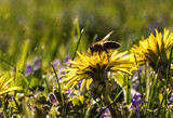 Fototapeta  - Pszczoła na zółtych wiosennych kwiatach mniszka lekarskiego