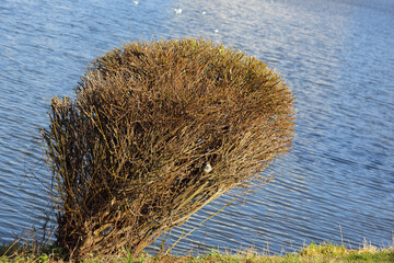 Sticker - Solitary bush with pruned and shaped branches