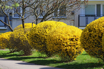 Wall Mural - The bushes are densely covered with yellow flowers