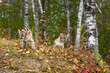 Pair of Cougar Kittens (Puma concolor) On Embankment in Forest Autumn