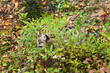 Cougar Kitten (Puma concolor) Walks Through Brush Autumn