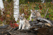Cougar Kittens (Puma concolor) Sit Together Atop Log Looking Left Autumn
