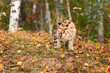 Cougar Kitten (Puma concolor) Looks Down Side of Forest Embankment Autumn