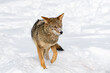 Coyote (Canis latrans) Steps and Turns Ears to Sides Winter