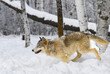 Grey Wolf (Canis lupus) Runs Left Back Leg Up Winter