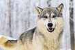 Grey Wolf (Canis lupus) Looks Out Mouth Open Tail Wagging Winter