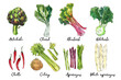 Vegetables food illustrations. Watercolor and ink sketches. Artichoke, chard, rhubarb, kohlrabi, chili pepper, celery, asparagus