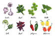 Vegetables food illustrations. Watercolor and ink sketches. Garlic, basil, matcha, nettle, dill, pepper Jalapeno, Habanero